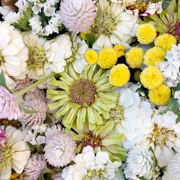 Meet your Posher, Noelle - Picture 1 of 1